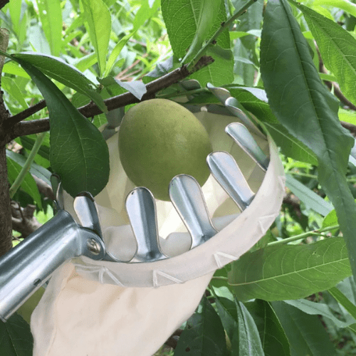 Specialized Fruit Picker for High Places
