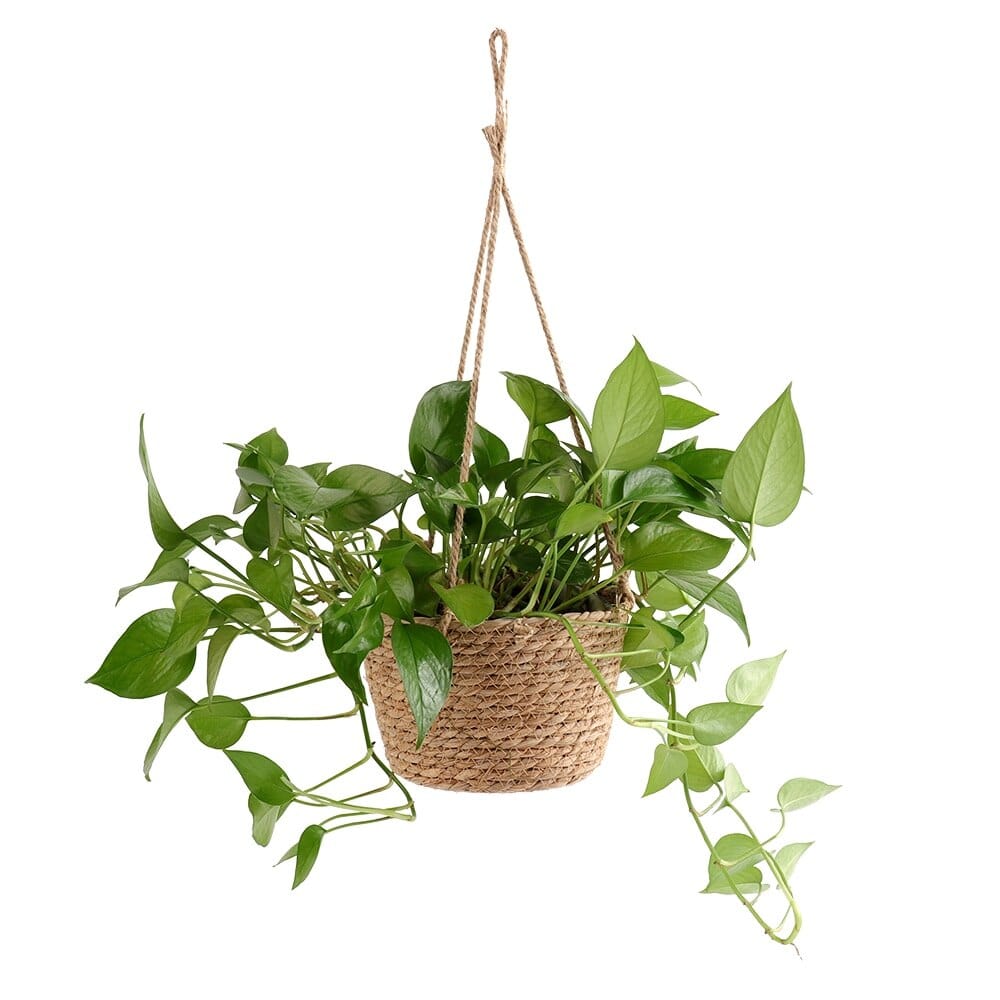 Hanging Woven Flower Pot